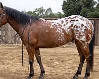 bay-blanket-appaloosa-horse