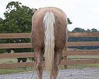 backs-quarter-horse
