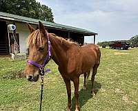 chestnut-starsnipmixed-mane-tail-horse