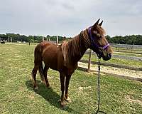 advance-tennessee-walking-horse
