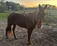 attention-tennessee-walking-horse