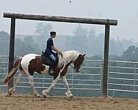 sorrel-overo-classical-horse