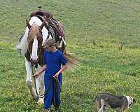 sorrel-overo-working-equitation-horse
