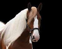 dressage-friesian-horse