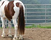 classical-friesian-horse