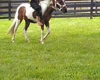 pony-filly-yearling