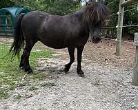 miniature-pony