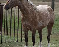 in-hand-appaloosa-horse
