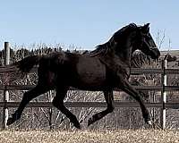 bred-dutch-warmblood-horse