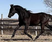black-gelding-dutch-warmblood-horse
