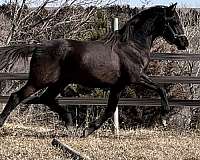 bronze-dutch-warmblood-horse