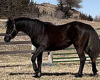 built-dutch-warmblood-horse