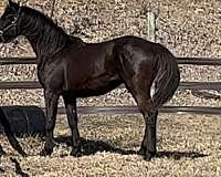 devon-dutch-warmblood-horse