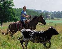 trail-gelding