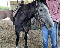gentle-ranch-gelding-quarter-horse