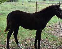 12-hand-rocky-mountain-filly