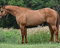 reined-cow-quarter-horse