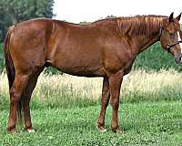 steer-roping-quarter-horse