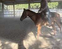 beginner-trained-horse
