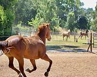 beginner-rider-appendix-horse