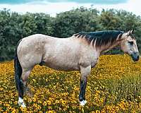 montana-quarter-pony