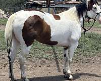trail-paint-horse