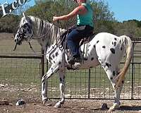 bloodlines-are-appaloosa-horse