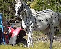 fair-appaloosa-horse