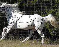 gait-appaloosa-horse