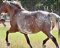 tennessee-walker-for-sale-in-texas-walking-horse