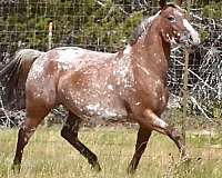 gaited-appaloosa-for-sale-tennessee-walking-horse