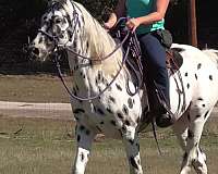 tennessee-walking-horse-for-sale-mare