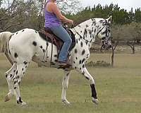 tennessee-walker-for-sale-in-texas-mare