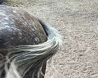 dominate-white-stripe-on-tail-horse