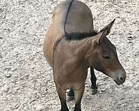 brown-perfect-cross-on-her-back-horse