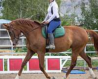 hunt-seat-equitation-warmblood-horse