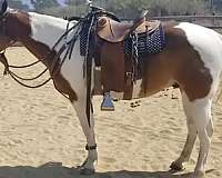 sorrel--white-horse