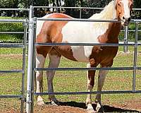 tobiano-sorrel--white-horse