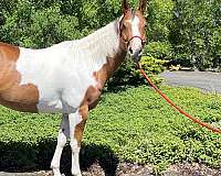 dressage-training-paint-horse