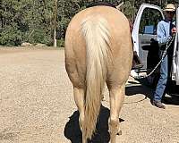 ranch-palomino-horse