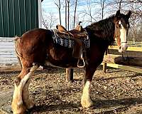 white-body-markings-horse