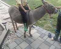 broke-to-ride-donkey