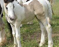 p-gypsy-vanner-horse