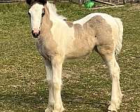 equitation-gypsy-vanner-horse