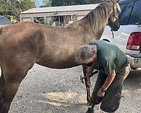 natural-horsemanship-training-rocky-mountain-horse