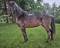 blue-roan-tennessee-walking-mare