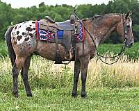 ridden-western-appaloosa-horse