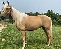 vetted-tennessee-walking-horse