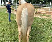 age-tennessee-walking-horse