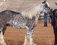 diva-gypsy-vanner-horse